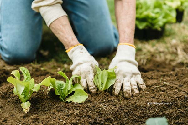 metacritic master gardener